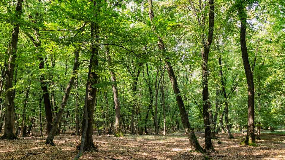 Bosque de Hoia Baciu